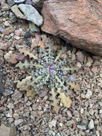 Malacothrix floccifera