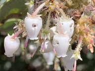 Arctostaphylos glandulosa