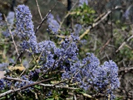 Ceanothus leucodermis