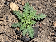 Phacelia brachyloba
