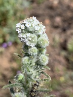 Cryptantha muricata var. jonesii