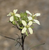 Sisymbrium altissimum