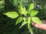 Acer negundo