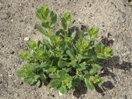 Hazardia squarrosa var. grindelioides