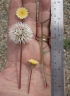 Uropappus lindleyi