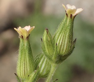 Silene multinervia
