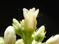 Apocynum cannabinum