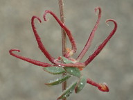 Acmispon micranthus