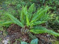 Polystichum imbricans