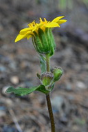 Arnica cernua