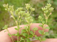 Polycarpon tetraphyllum