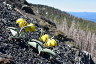 Fritillaria glauca