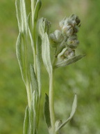 Micropus californicus var. californicus