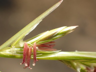 Festuca perennis