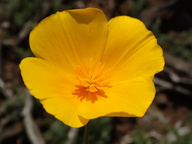 Eschscholzia caespitosa