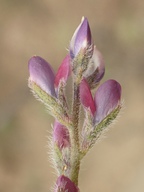 Lupinus concinnus