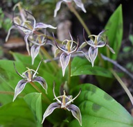 Scoliopus bigelovii