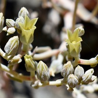 Dudleya abramsii ssp. setchellii