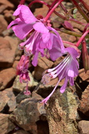 Clarkia breweri