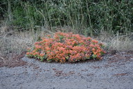 Monardella macrantha