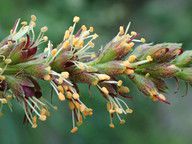 Amorpha californica