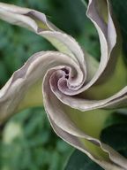 Datura wrightii