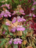 Collinsia heterophylla