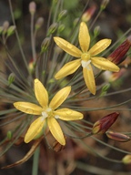 Bloomeria crocea var. crocea
