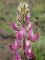 Lupinus hirsutissimus