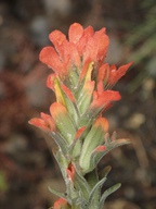 Castilleja foliolosa