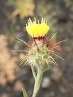 Centaurea melitensis