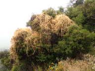 Cuscuta subinclusa