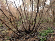 Quercus wislizeni var. frutescens