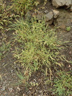Brachypodium distachyon
