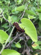 Aristolochia californica