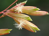 Ehrharta calycina