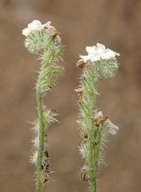 Cryptantha intermedia var. intermedia