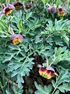 Paeonia brownii