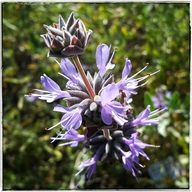 Salvia leucophylla
