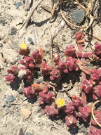 Mesembryanthemum nodiflorum