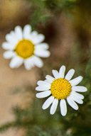 Anthemis cotula