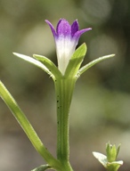 Githopsis diffusa ssp. diffusa