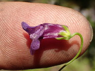 Antirrhinum kelloggii