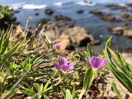 Clarkia prostrata
