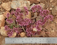 Chorizanthe staticoides