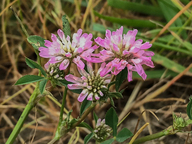 Trifolium resupinatum