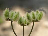 Torilis arvensis