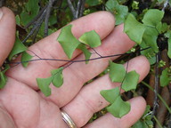 Adiantum jordanii