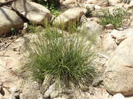Juncus macrophyllus