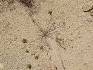 Bromus arenarius